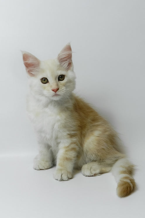 Bianca | Maine Coon Kitten