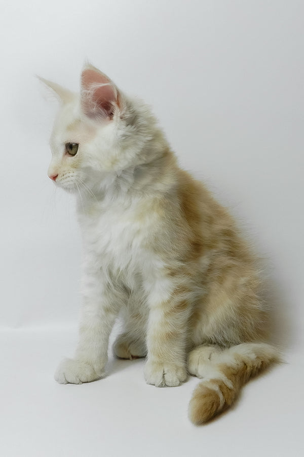 Bianca | Maine Coon Kitten