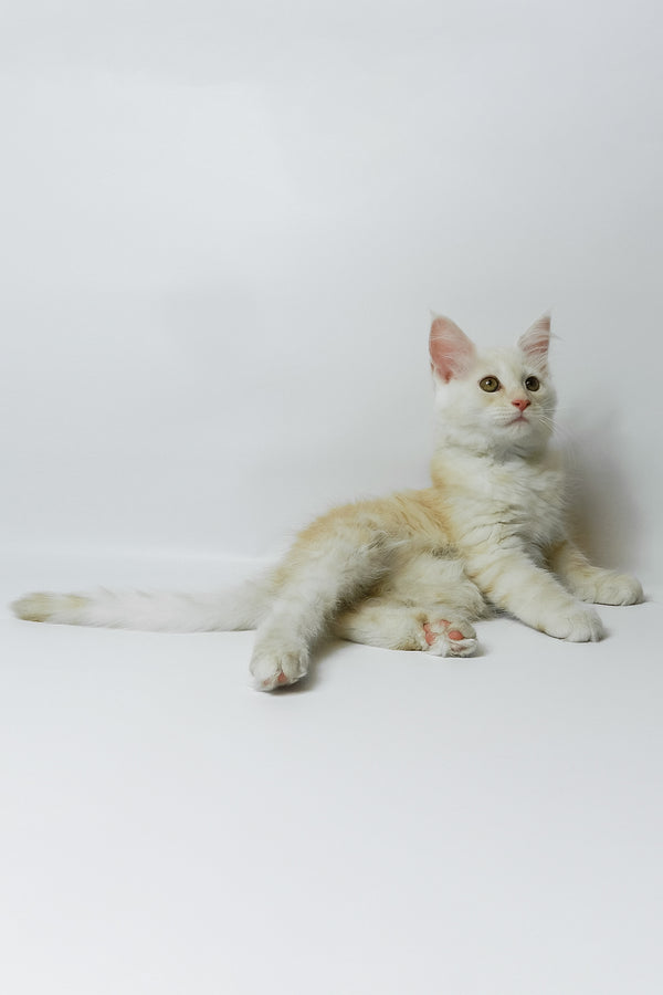 Bianca | Maine Coon Kitten