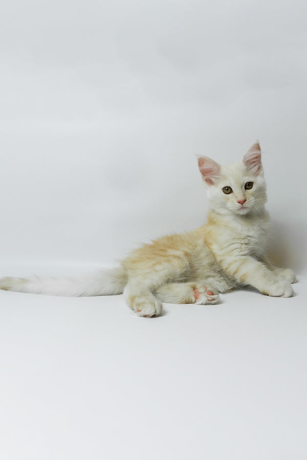 Bianca | Maine Coon Kitten