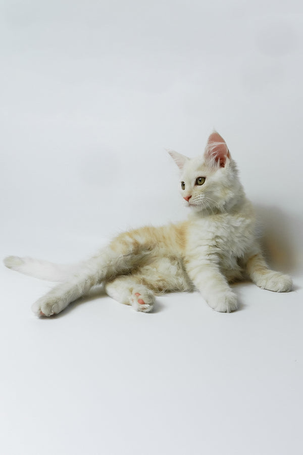 Bianca | Maine Coon Kitten
