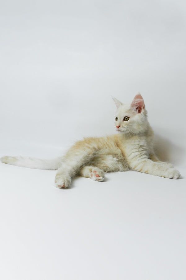 Bianca | Maine Coon Kitten