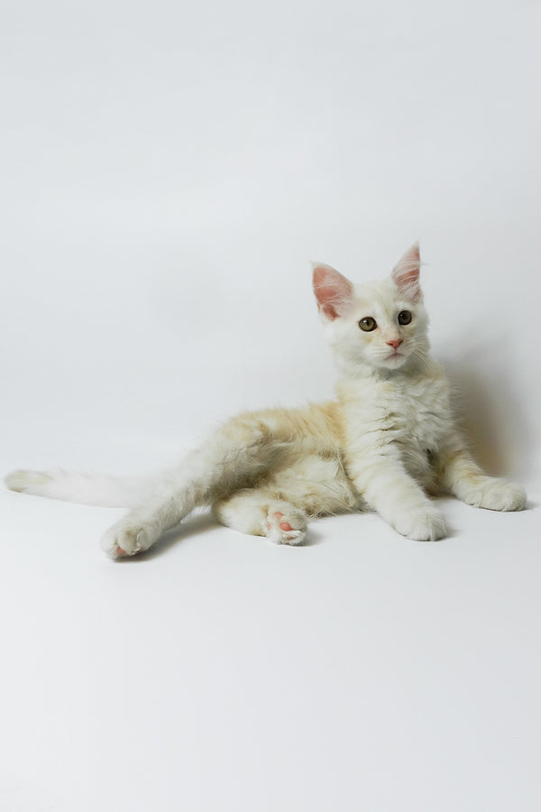 Bianca | Maine Coon Kitten