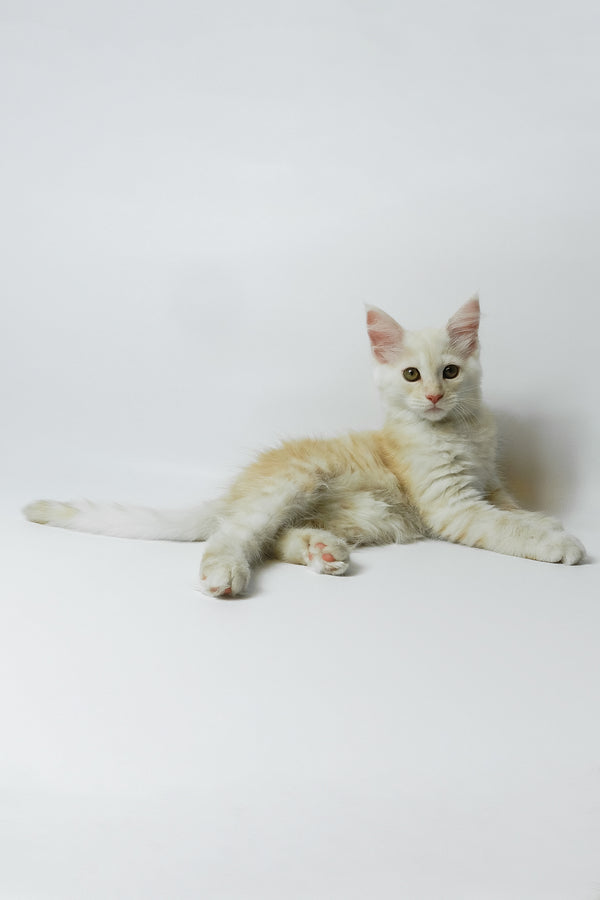 Bianca | Maine Coon Kitten