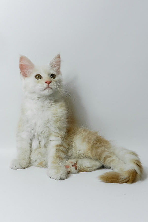 Bianca | Maine Coon Kitten