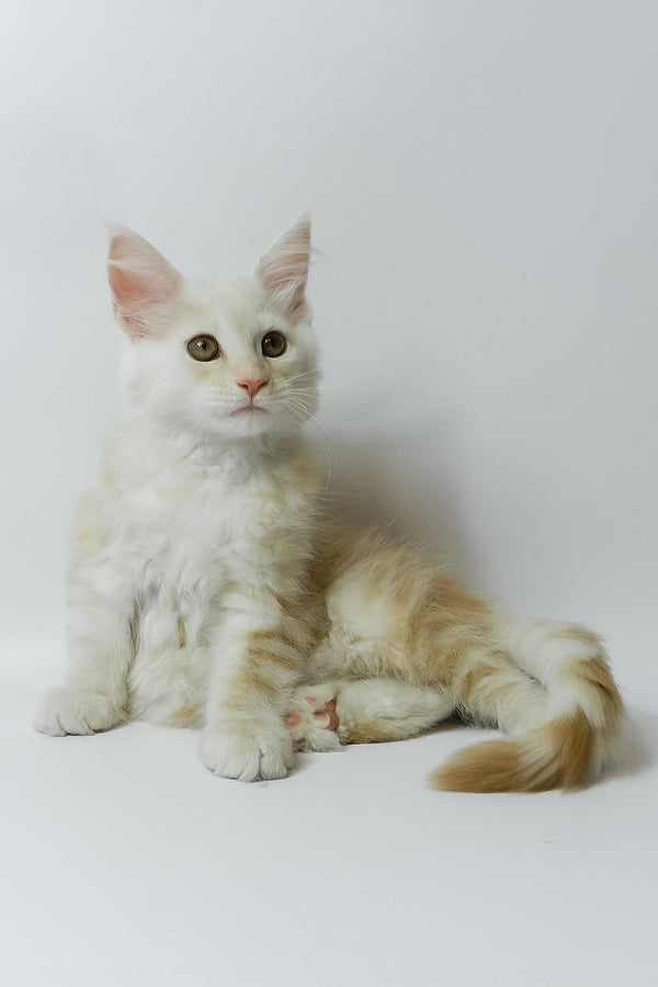 Bianca | Maine Coon Kitten