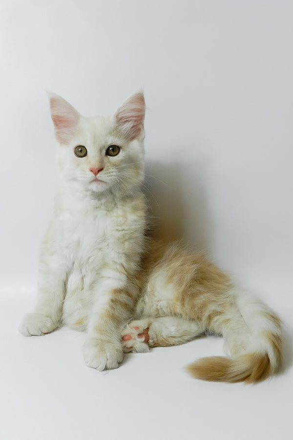 Bianca | Maine Coon Kitten