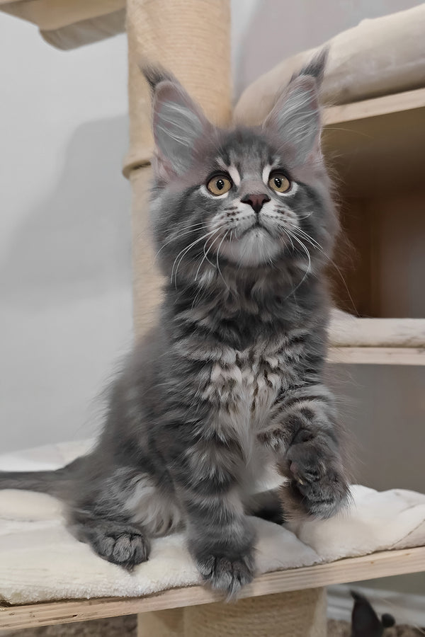 Birkin | Polydactyl Maine Coon Kitten