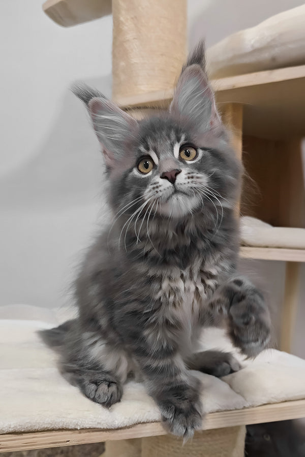 Birkin | Polydactyl Maine Coon Kitten