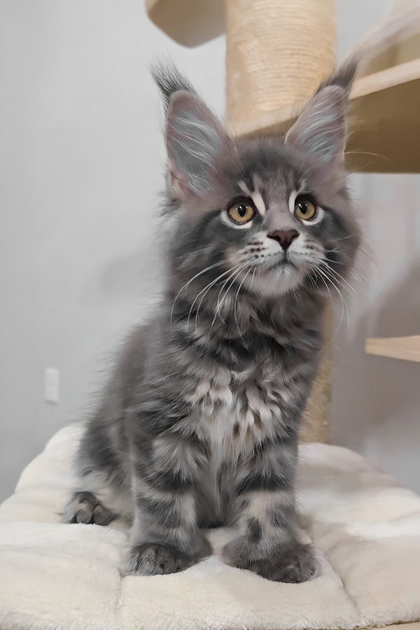 Birkin | Polydactyl Maine Coon Kitten