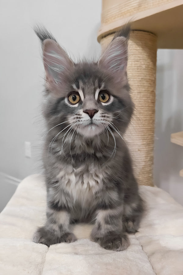 Birkin | Polydactyl Maine Coon Kitten