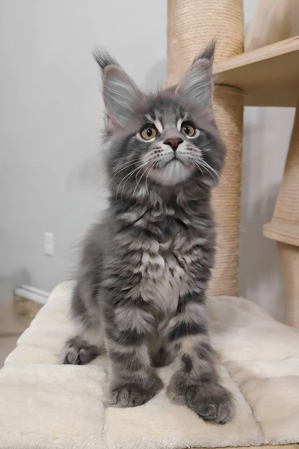 Birkin | Polydactyl Maine Coon Kitten