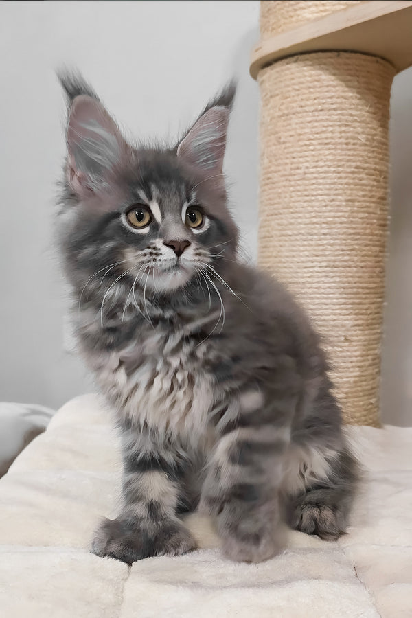 Birkin | Polydactyl Maine Coon Kitten