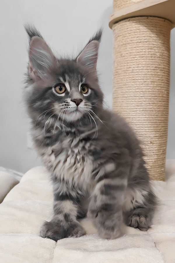 Birkin | Polydactyl Maine Coon Kitten