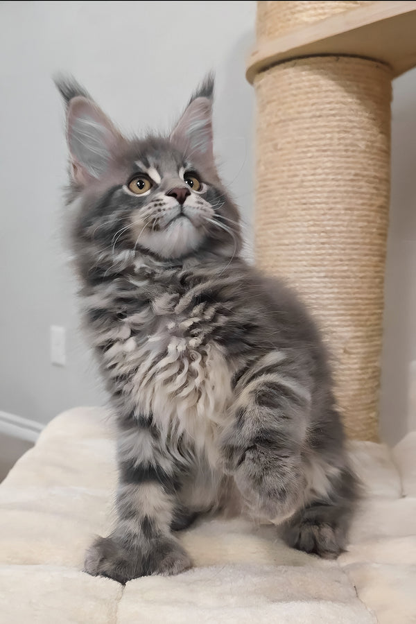 Birkin | Polydactyl Maine Coon Kitten