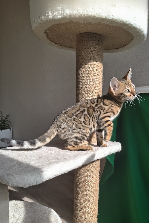 Bitti | Bengal Kitten