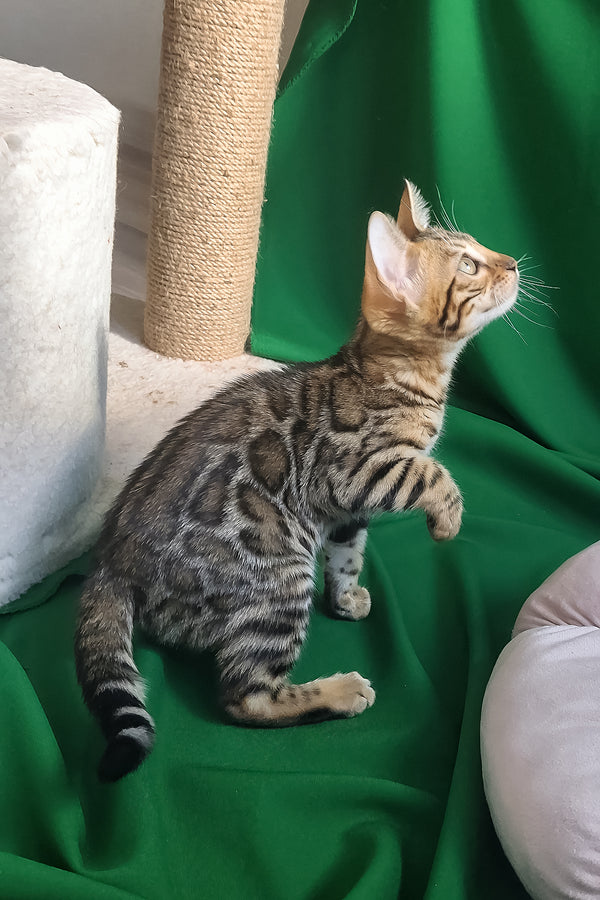 Bitti | Bengal Kitten