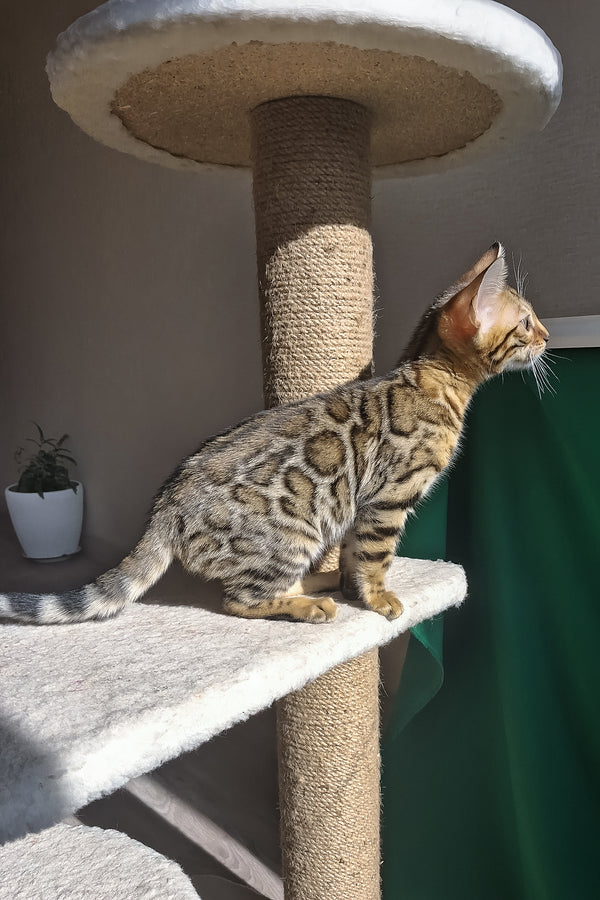 Bitti | Bengal Kitten