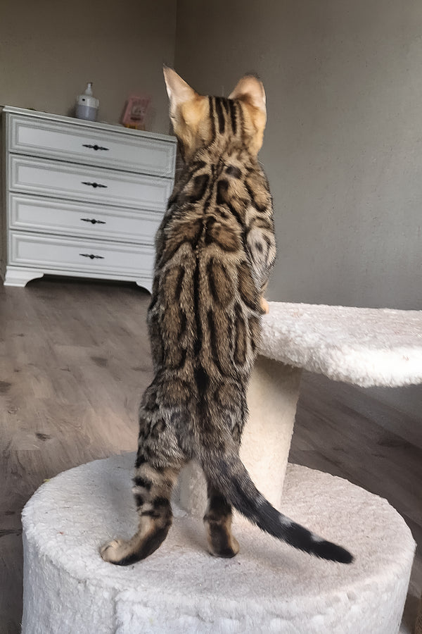 Bitti | Bengal Kitten