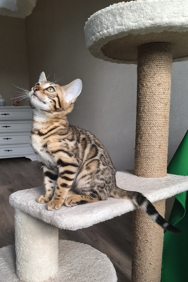 Bitti | Bengal Kitten