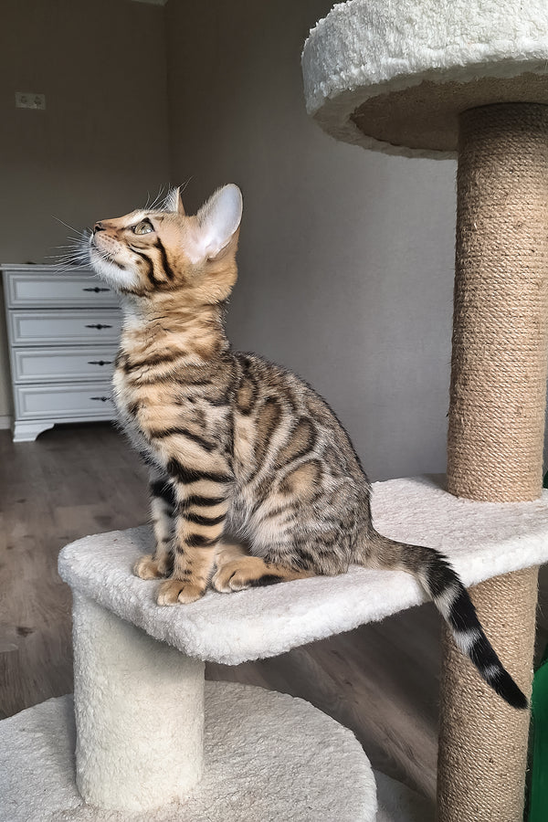Bitti | Bengal Kitten
