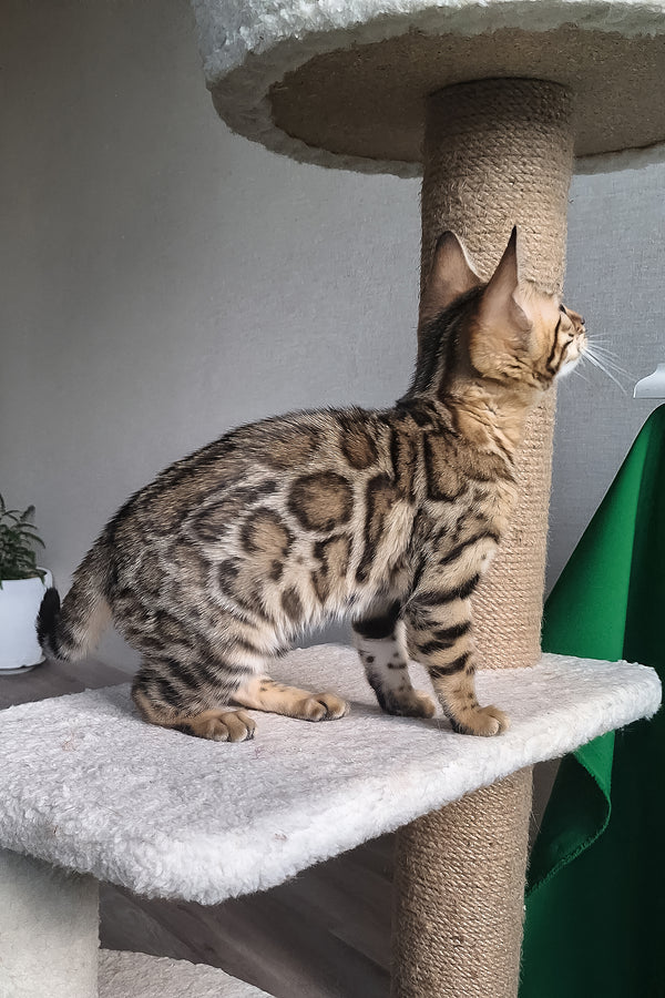Bitti | Bengal Kitten
