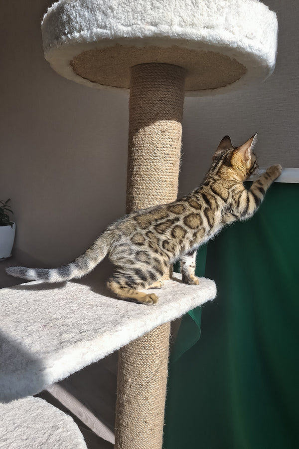 Bitti | Bengal Kitten
