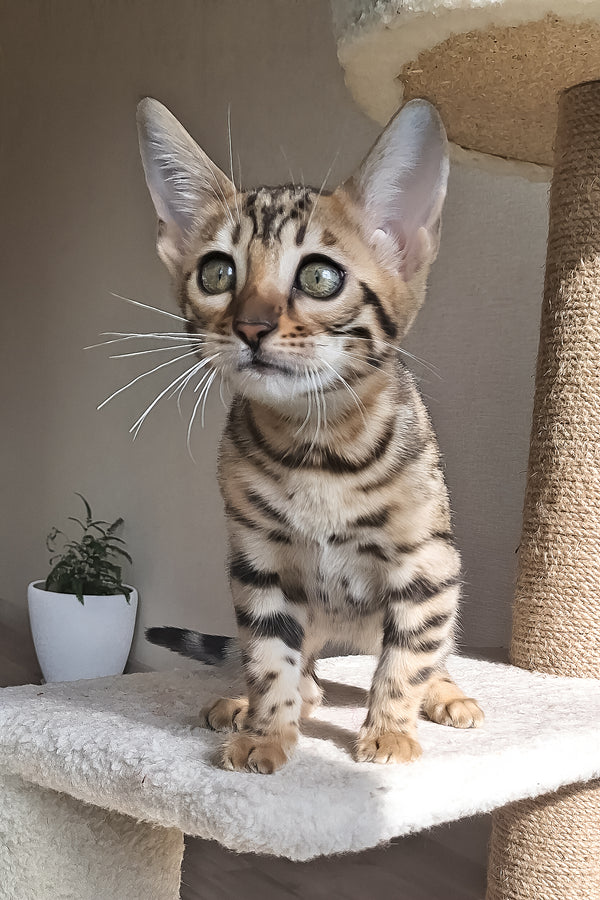 Bitti | Bengal Kitten