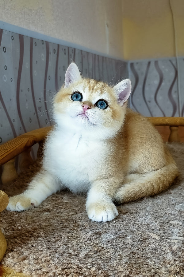 Bonik | British Shorthair Kitten
