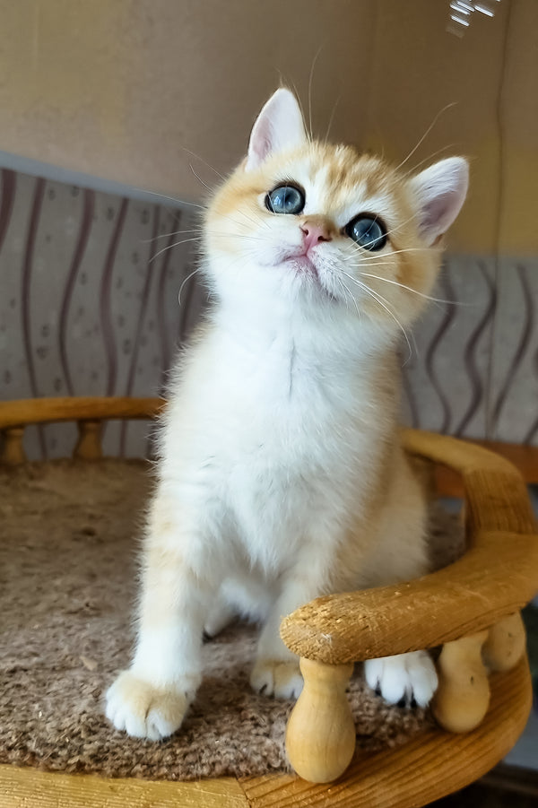 Bonik | British Shorthair Kitten