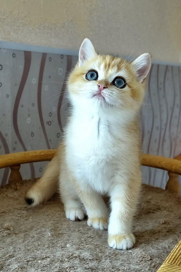 Bonik | British Shorthair Kitten
