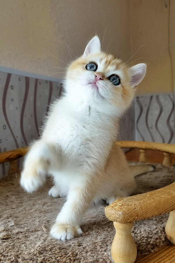 Bonik | British Shorthair Kitten