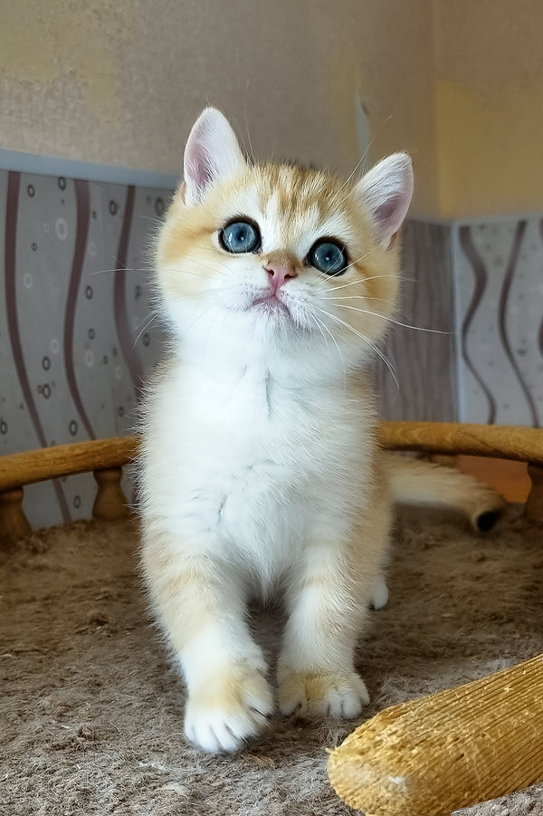 Bonik | British Shorthair Kitten