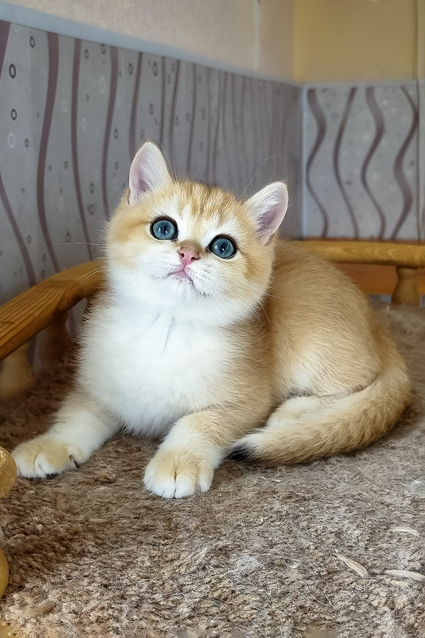 Bonik | British Shorthair Kitten