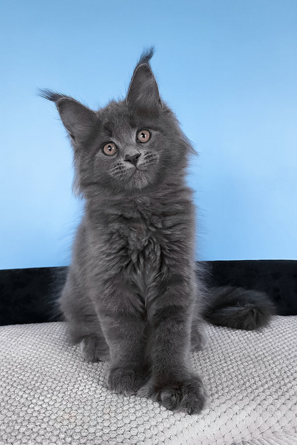 Bonita | Polydactyl Maine Coon Kitten