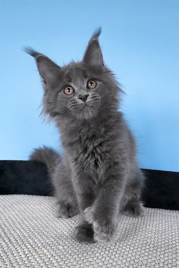 Bonita | Polydactyl Maine Coon Kitten
