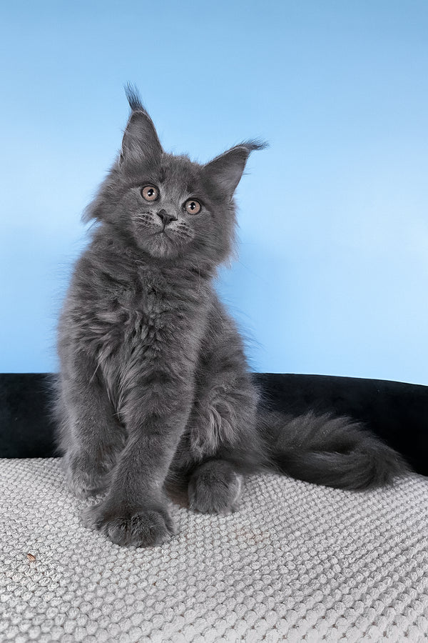 Bonita | Polydactyl Maine Coon Kitten
