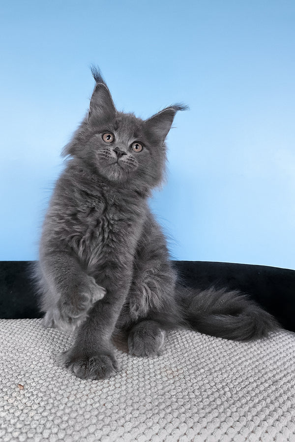 Bonita | Polydactyl Maine Coon Kitten