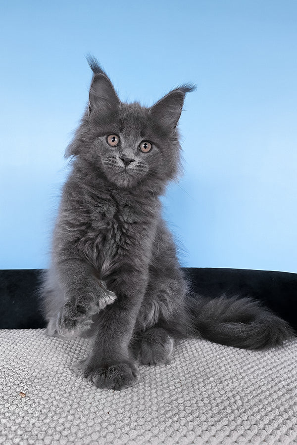 Bonita | Polydactyl Maine Coon Kitten