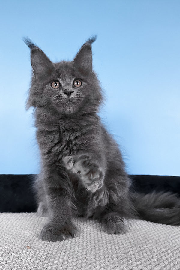 Bonita | Polydactyl Maine Coon Kitten