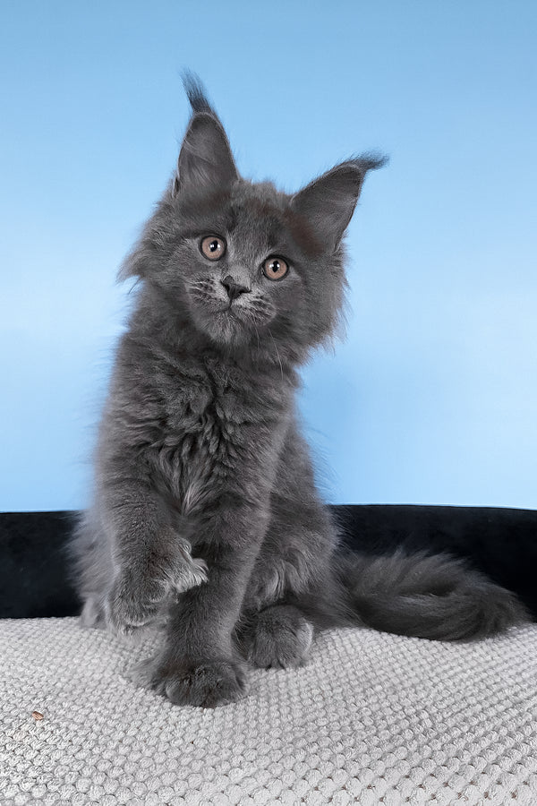 Bonita | Polydactyl Maine Coon Kitten