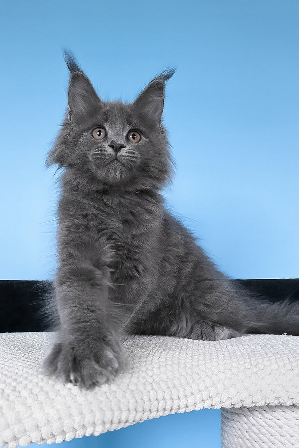 Bonita | Polydactyl Maine Coon Kitten
