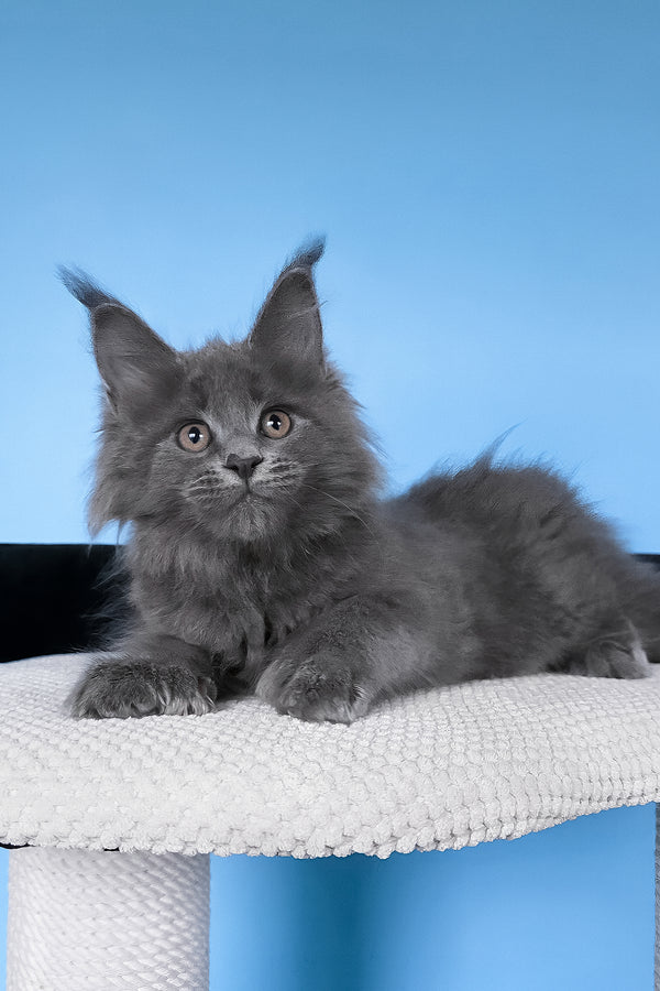 Bonita | Polydactyl Maine Coon Kitten