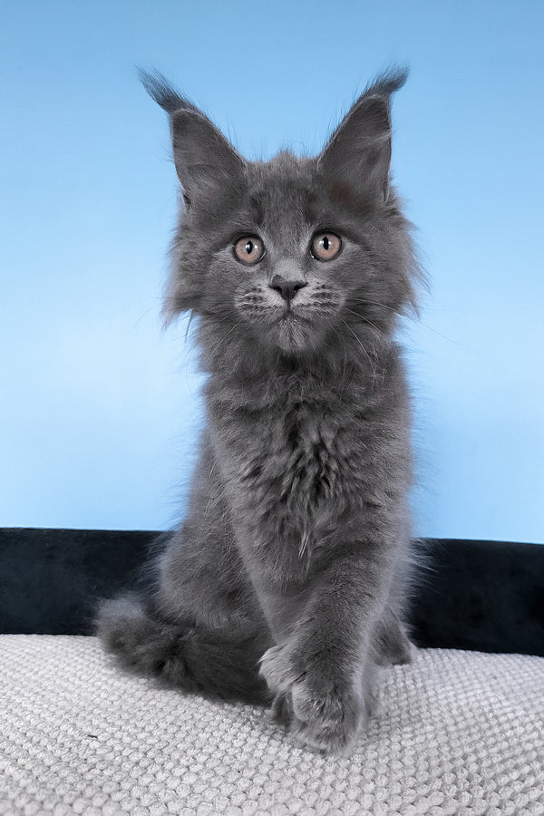 Bonita | Polydactyl Maine Coon Kitten