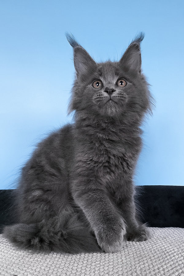 Bonita | Polydactyl Maine Coon Kitten