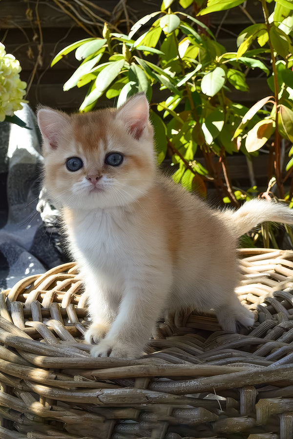 Bonita | British Shorthair Kitten