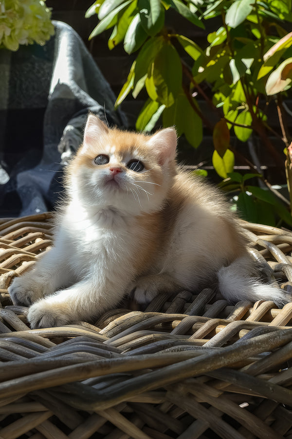 Bonita | British Shorthair Kitten