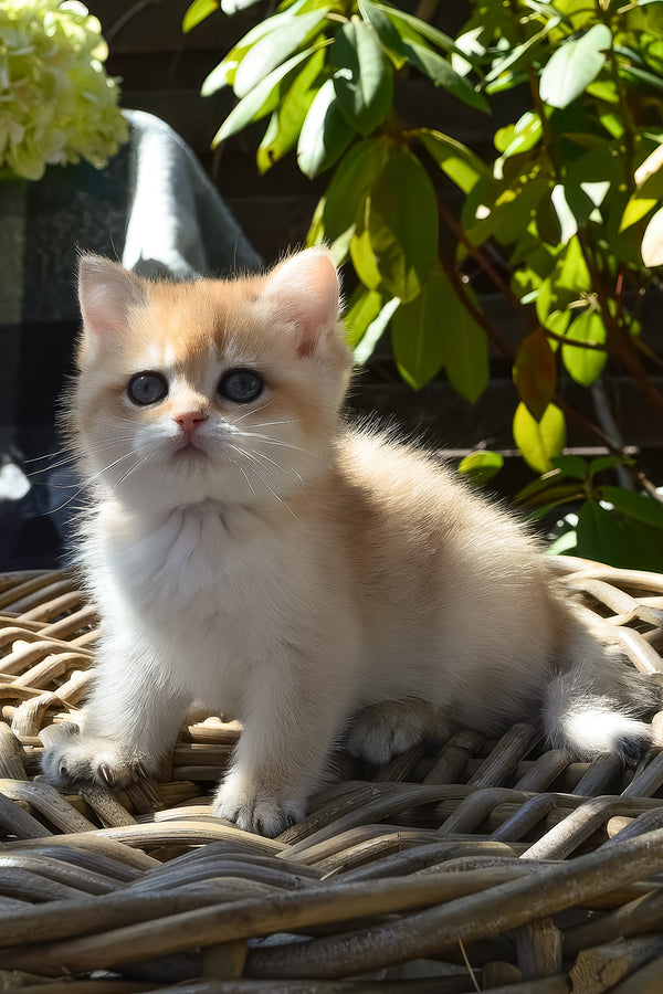 Bonita | British Shorthair Kitten