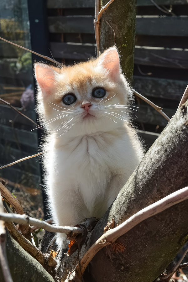 Bonita | British Shorthair Kitten