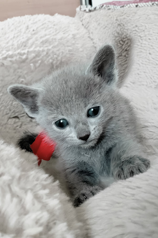 Borilla | Russian Blue Kitten